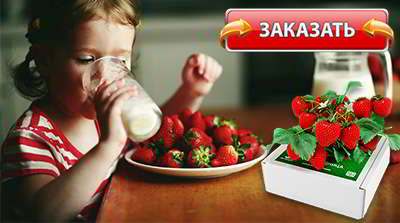 Чудо ягодница купить в аптеке