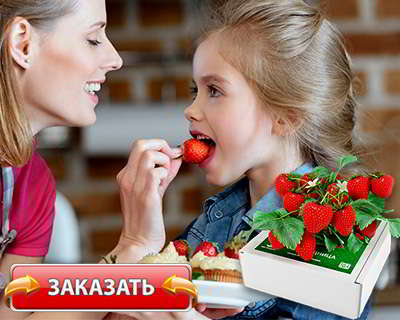 Чудо ягодница купить