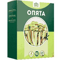 Домашняя грибница опята