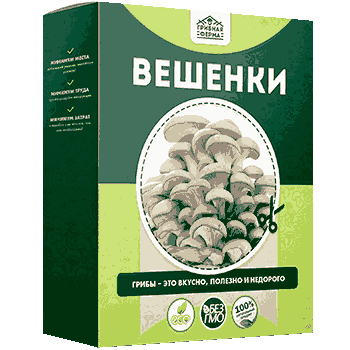 Домашняя грибница