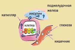 Лекарство Глюкон способствует нормализации переработки сахара на клеточном уровне.