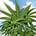 Экстракт конопли есть в составе Hemp Gel.
