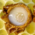 Маточное молочко пчёл есть в составе Микозора.